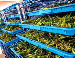 Cannabis Drying Trays 