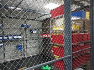 Cannabis storage cage NYC